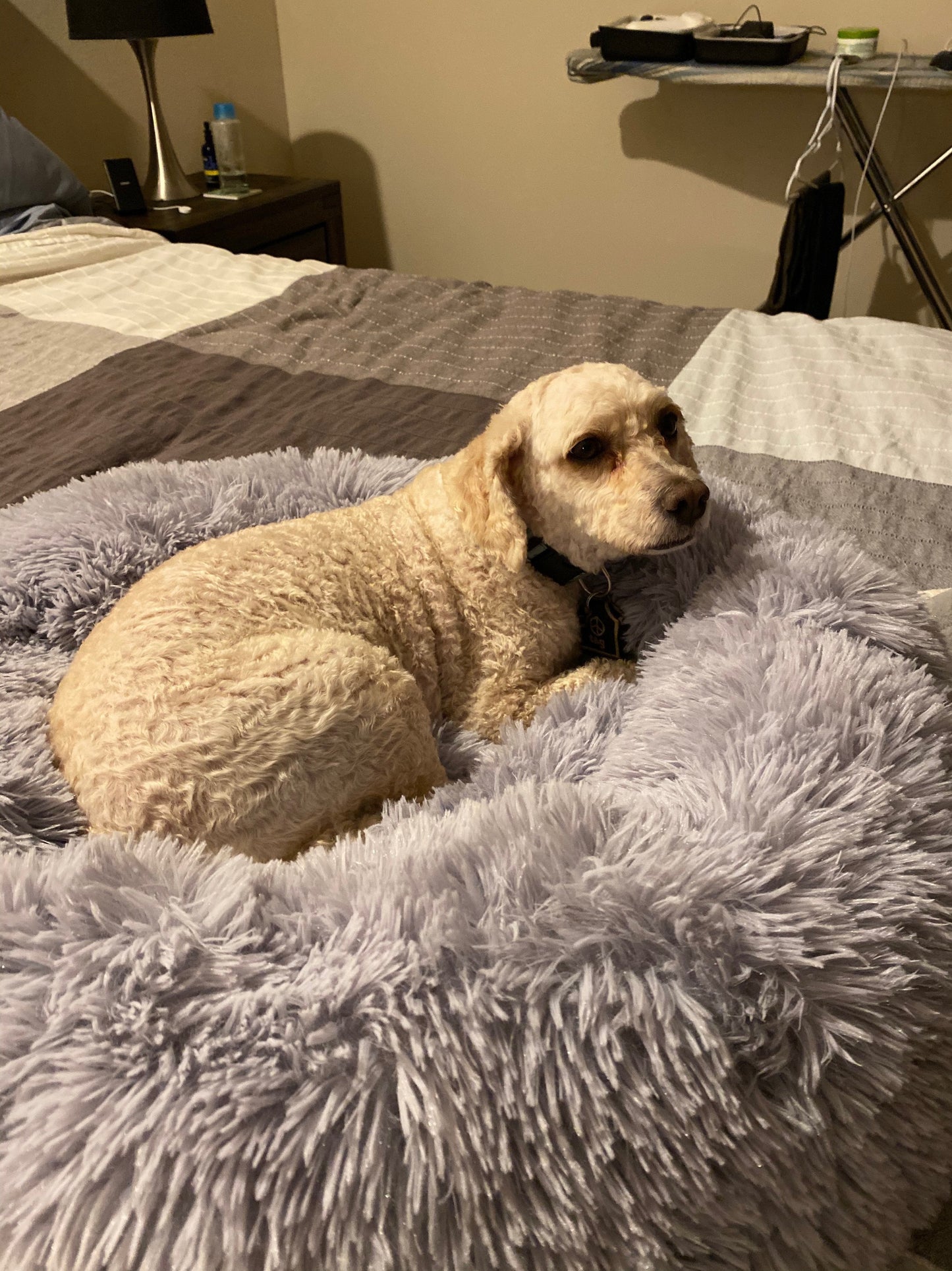 Orthopedic Pet Bed for dogs and cats