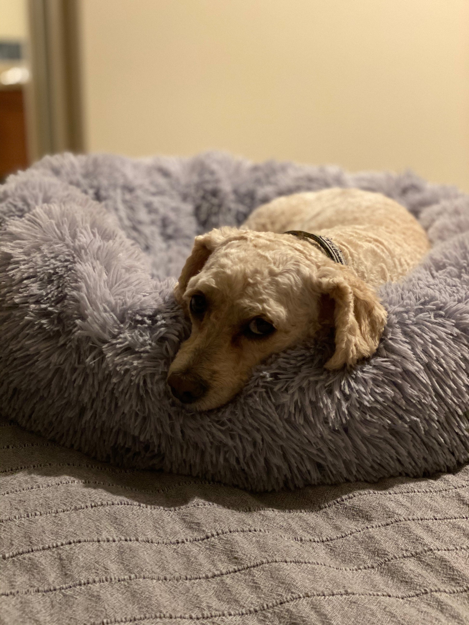 Orthopedic Pet Bed in Snowflake White for dogs and cats