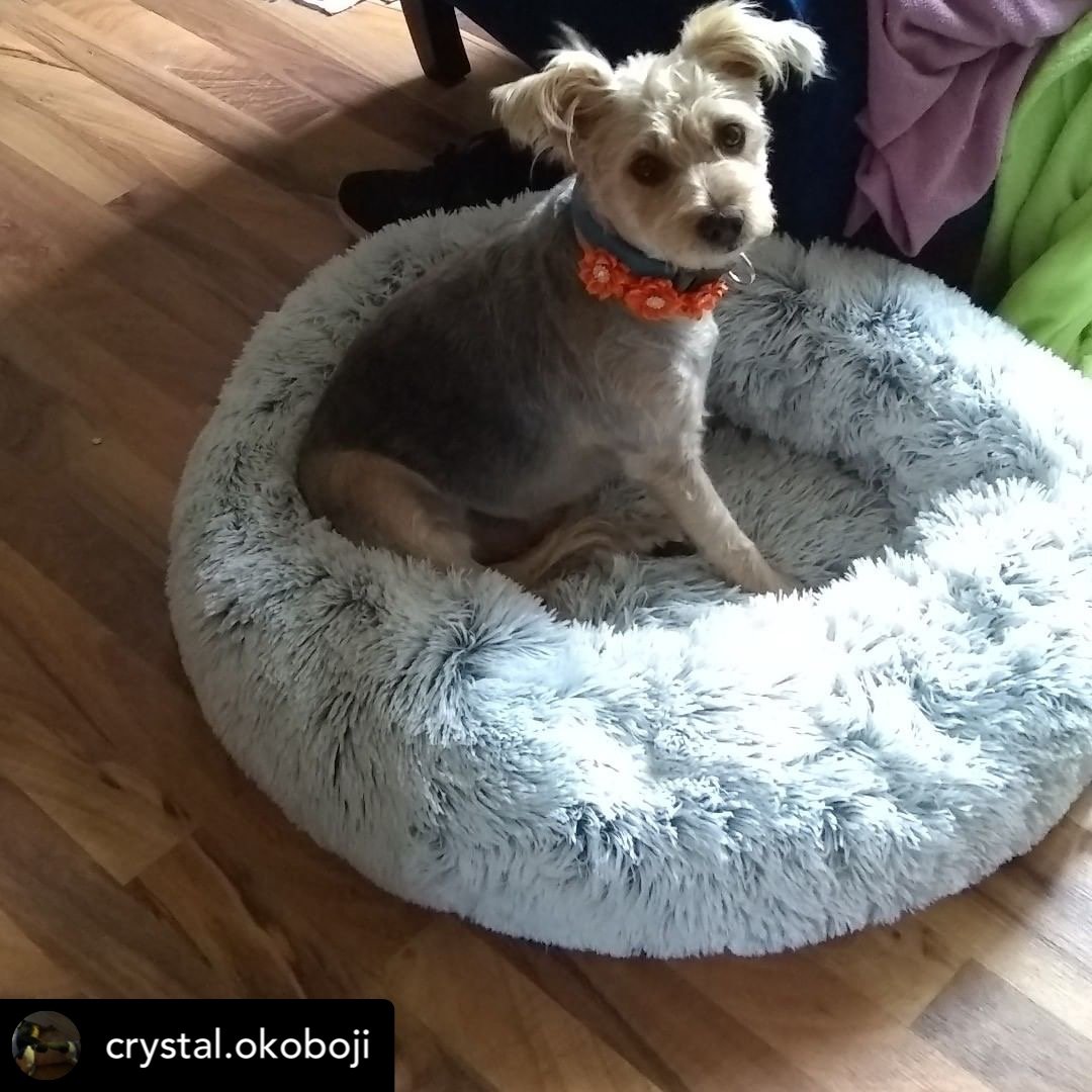 Perro sentado en una cama ortopédica suave y cómoda, ideal para un mejor descanso, Orthopedic Pet Bed.