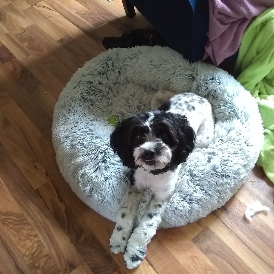 Orthopedic Pet Bed with non-slip base